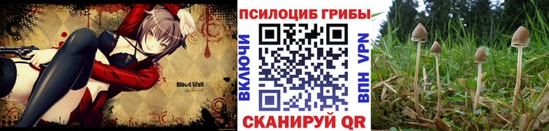 ссылка на мегу ТОР  Павловский Посад  Псилоцибиновые грибы MAGIC MUSHROOMS 