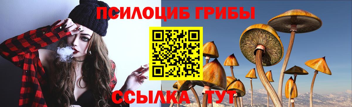 цена   Павловский Посад  Псилоцибиновые грибы Psilocybine cubensis  Псилоцибиновые грибы Psilocybe 